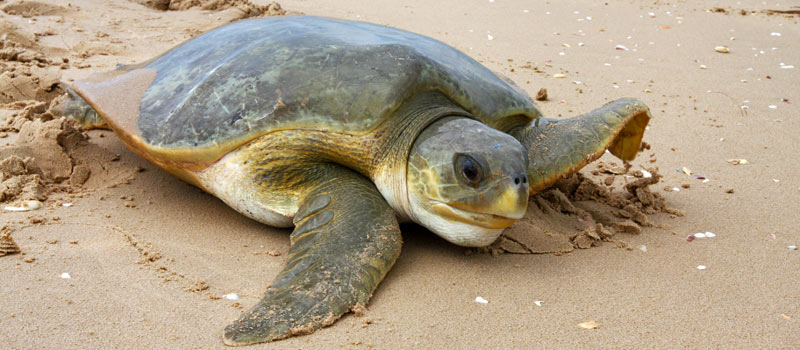 Flatback Turtle North QLD